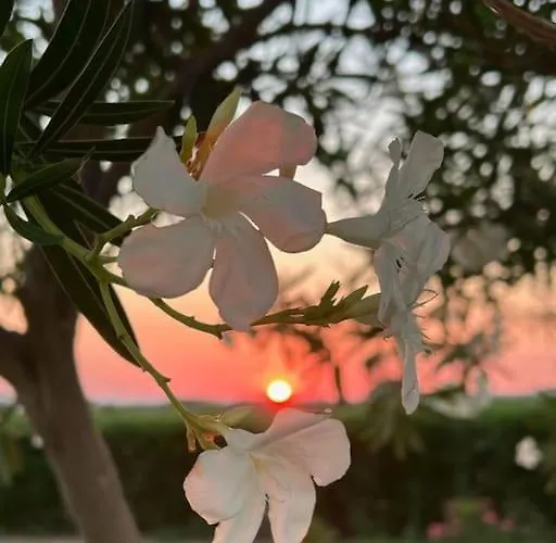 Casa Barbara Sardinia 别墅 Masainas